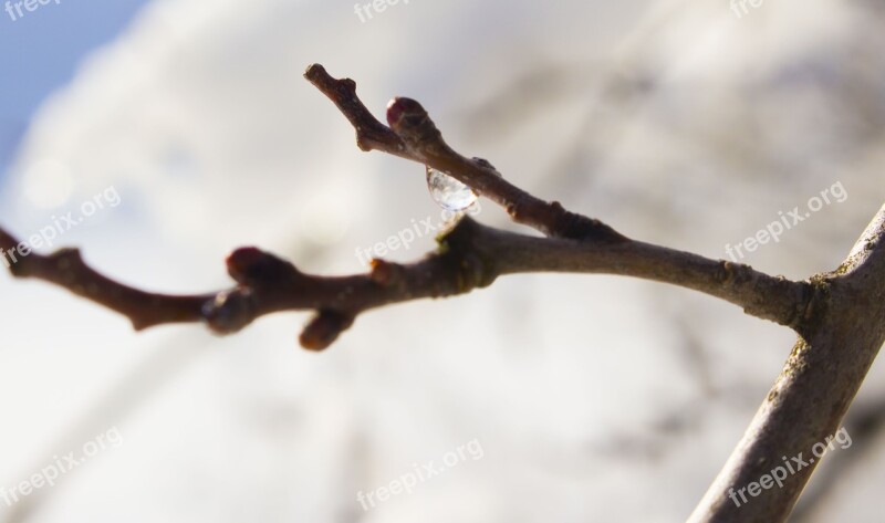 Twig Snow Drop Free Photos