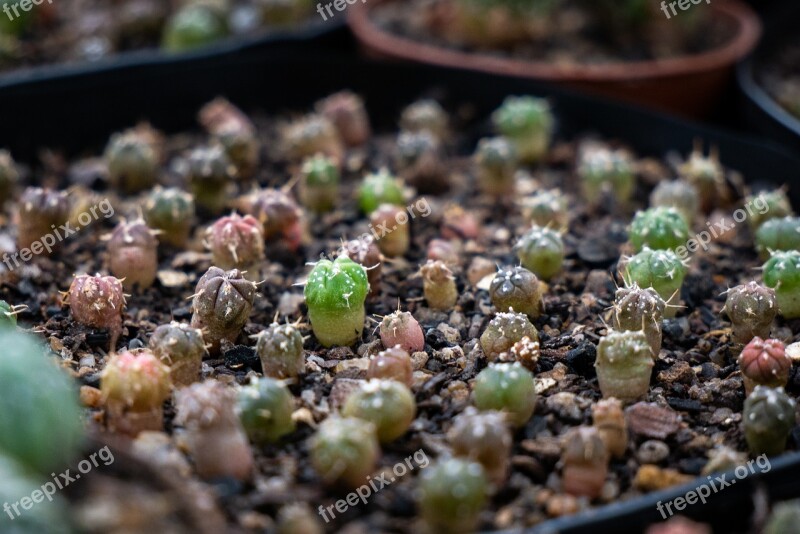 Cacti Cactus Astrophytum Seeds Plants