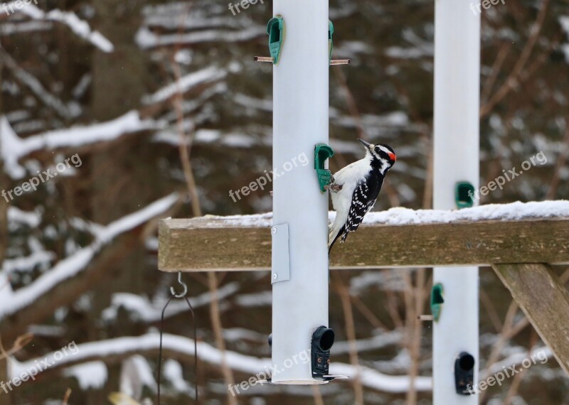 Bird Woodpecker Tree Beak Free Photos