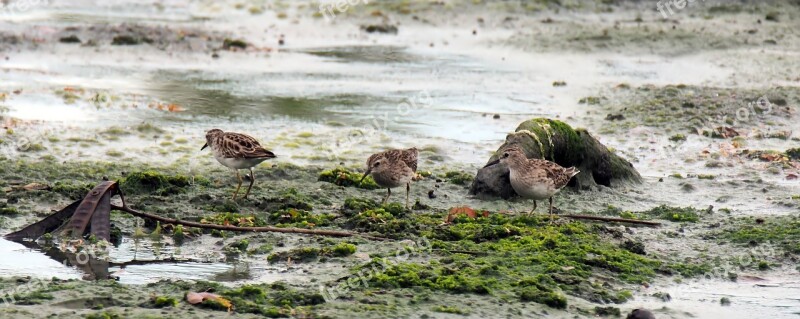 Outdoor Wet Land Mashes Migratory