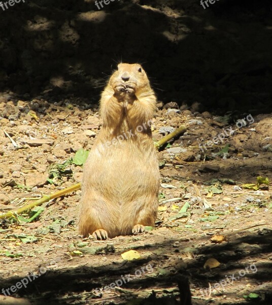 Prairie Dog Portrait Close Up Cute Wildlife