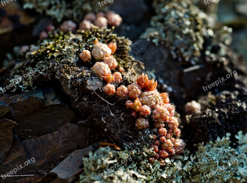 Landscape Moss Stone Nature Mountains