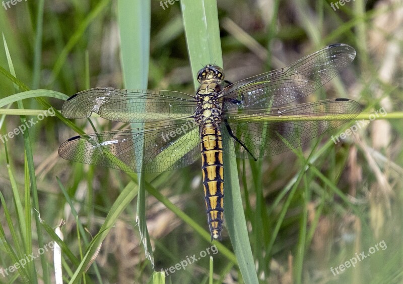 Black Tailed Skimmer Female Dragonfly Insect Nature