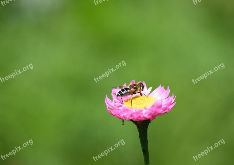 Biene Insekt Blüte Natur Nahaufnahme