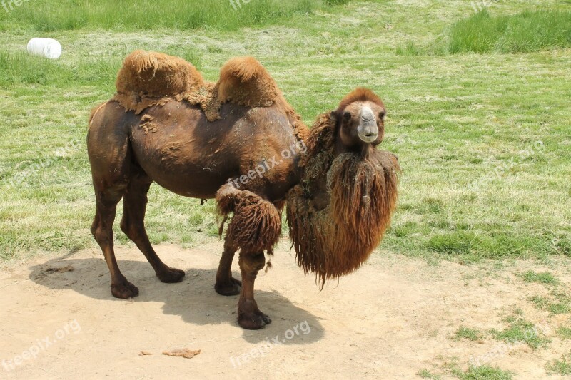 Camel Humps Zoo Animal Free Photos