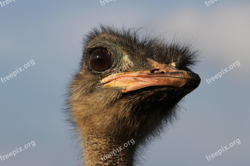 Ostrich Animal Bird Eyes Free Photos