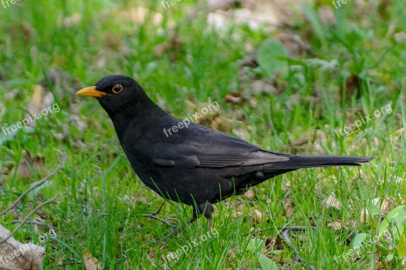 Blackbird Bird Grass Animals Free Photos