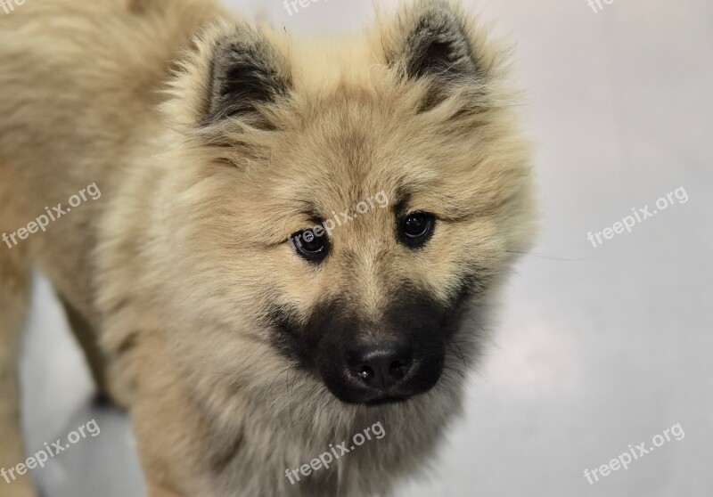 Dog Dog Eurasier Dog Olaf Blue Male Eurasier Dog Portrait