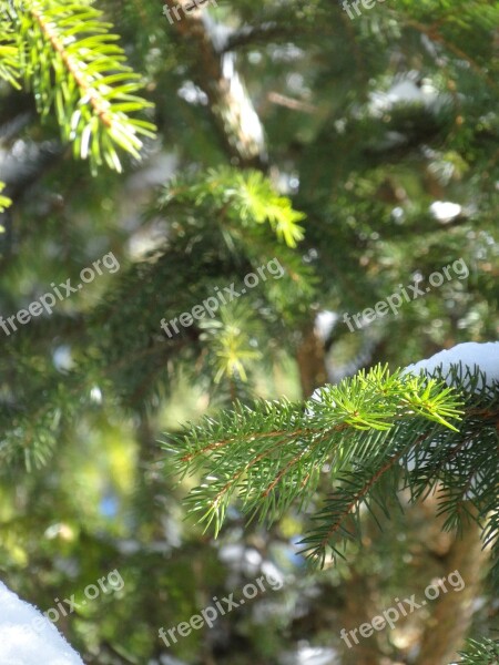 Winter Fir Tree Green Snow Nature