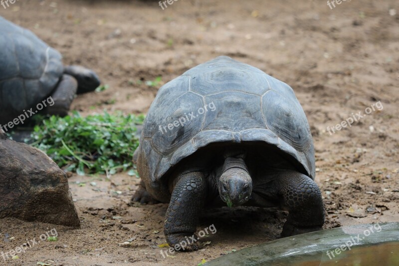 Tortoise Sand Grass Free Photos