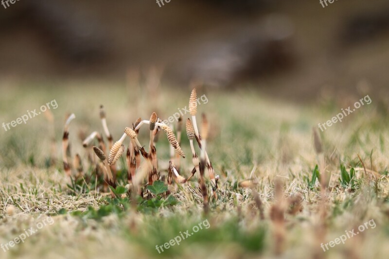 One Spring Horsetail Green Natural