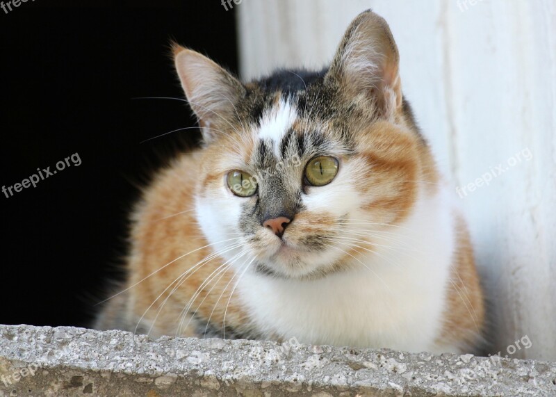 Cat Window Sill Mackerel Domestic Cat Pet