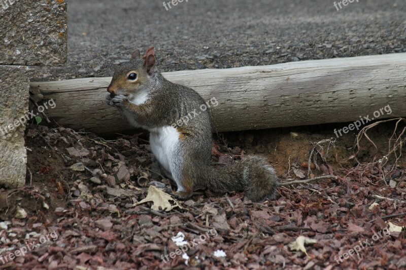 Squirrel Critter Wildlife Cute Creature