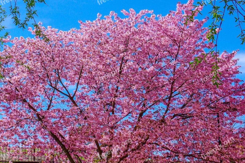 Cherry Tree Spring Bloom Flower Tree