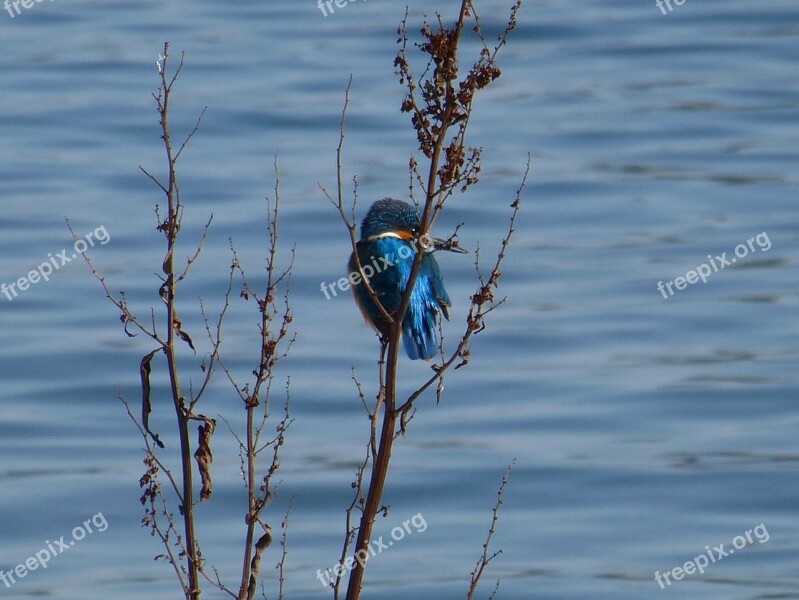 Kingfisher Alcedo King Fisher Turquoise Iridescent