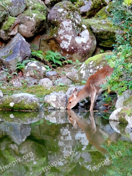 Nara Japan Nature Pond Roe Deer