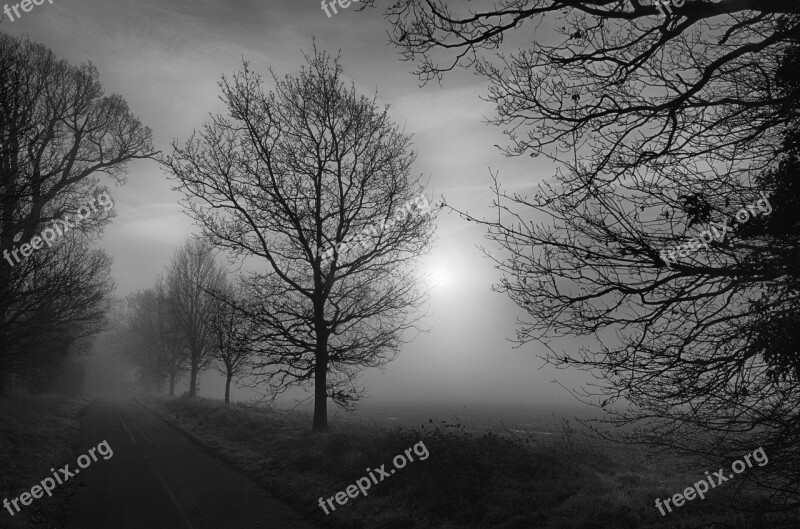 Trees Misty Fog Scary Foggy