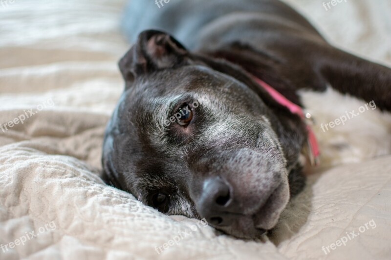 Dog Cute Animal Mammal Portrait