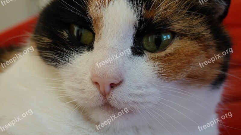 Cats Portrait Close Up Head Cat