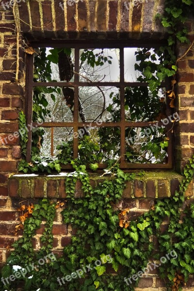 Window Ivy Facade Climber Plant Wall