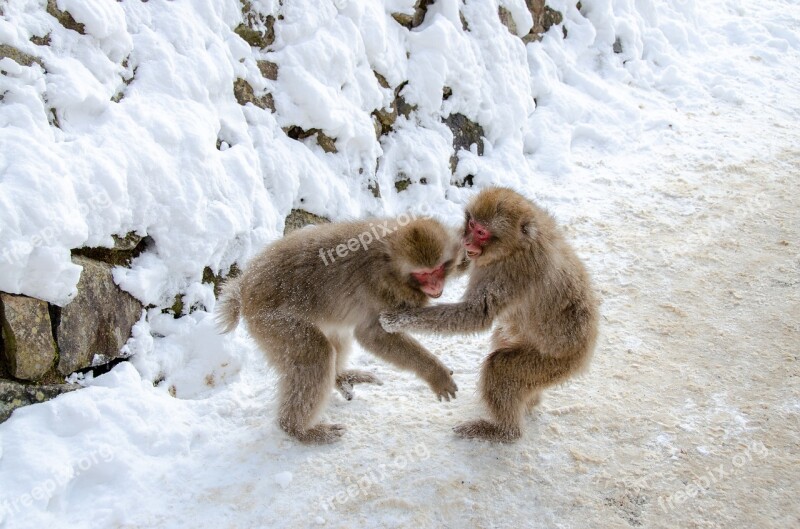 Snow Monkey Japanese Macaque Japan Winter Wildlife