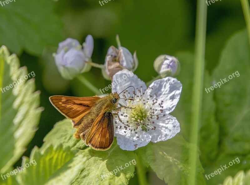 Butterfly Large Skipper Wings Nature Insect