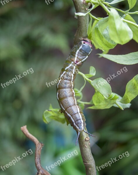 Caterpillar Puss Moth Entomology Insect Tail