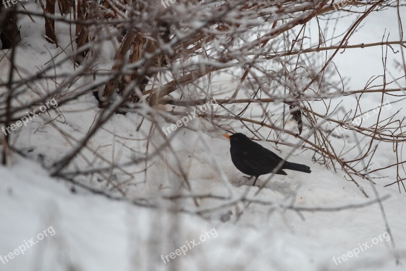 Blackbird Snow Bird Winter Branches