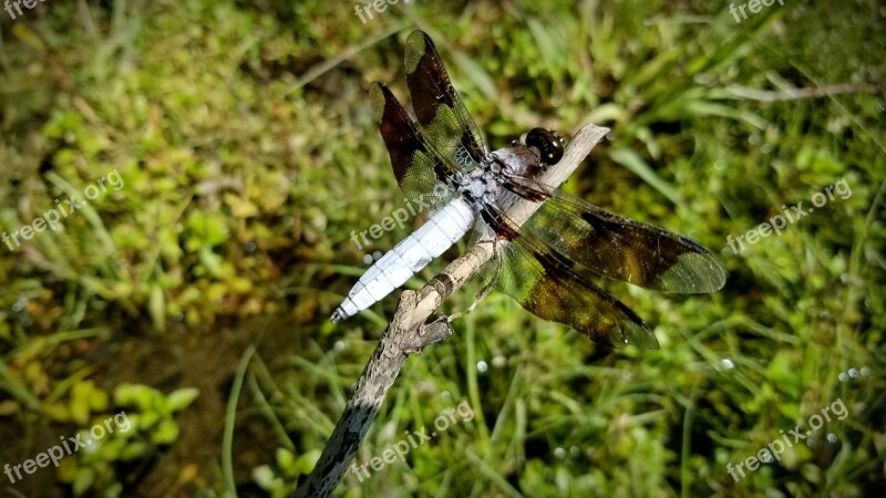 Dragonfly Common Whitetail Skimmer Insect River Stream