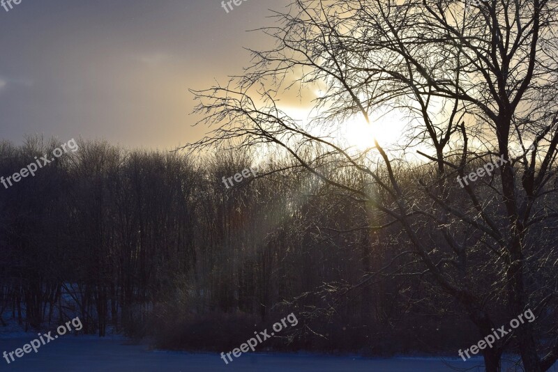 Tree Sunset Twilight Sunlight Moody