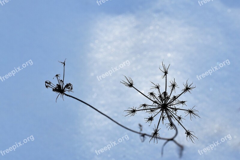 Dry Grass Snow Winter Nature Outdoor