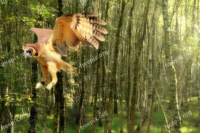 Owl Flight Forest Animal Nature