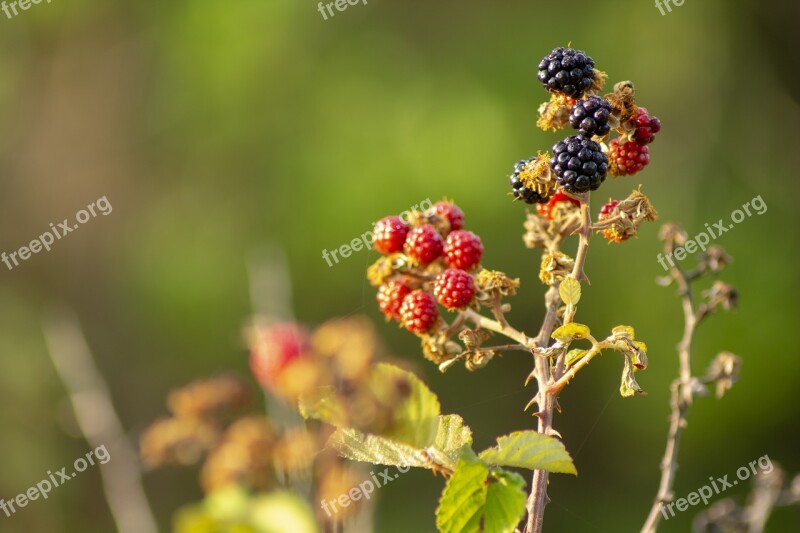 Dawn Rocio Blackberries Nature Plant