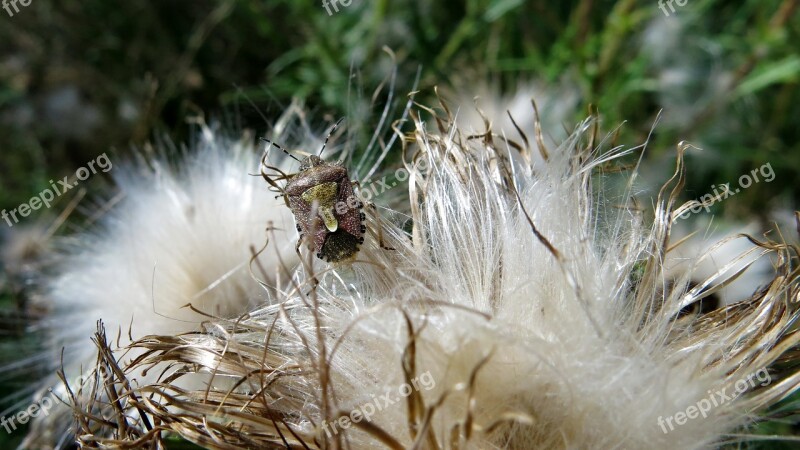 Berries Bug Dolycoris Baccarum Insect Nature Thistle