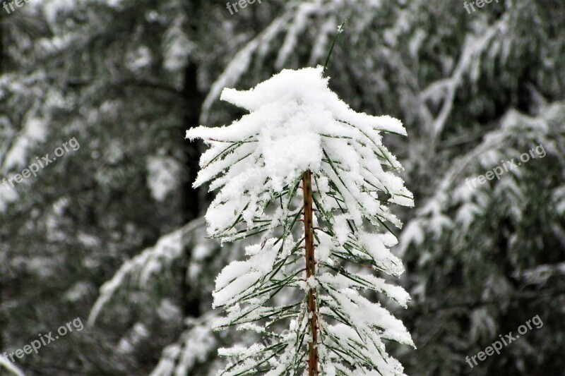 Conifer Grow Forest Natural Winter