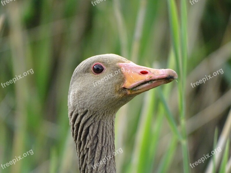 Nature Animal B Bird Fauna