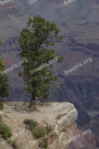 Lone Pine Grand Canyon Arizona Usa Park