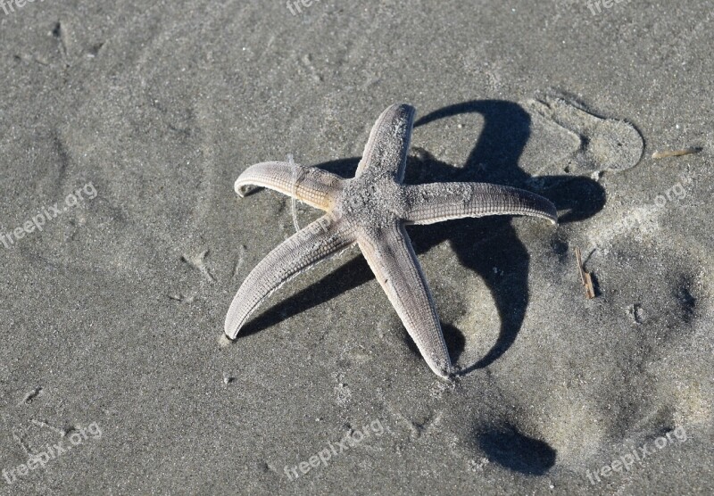 Starfish Beach Sand Free Photos