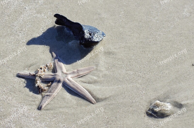 Starfish Shells Beach Sea Ocean