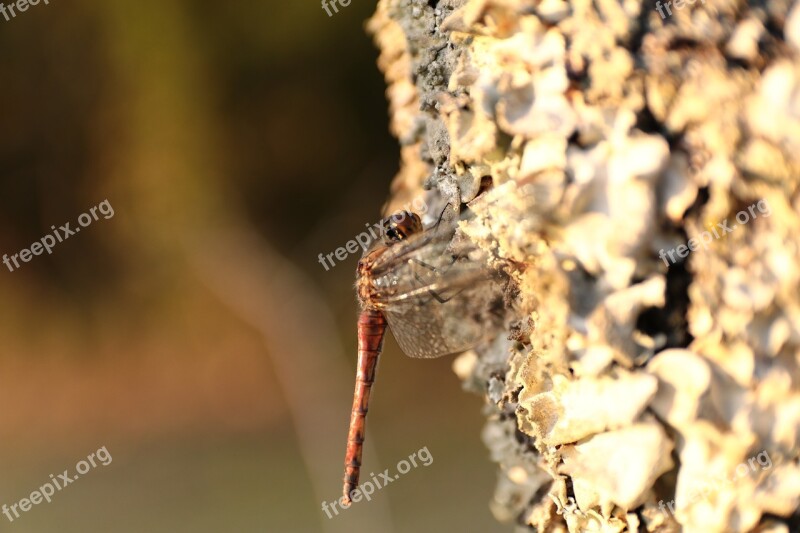 Dragonfly Wood Natural Insect Wings