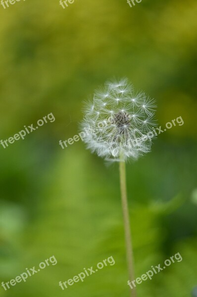 Kites Dandelions Taraxacum Vulgare Meadow Garden