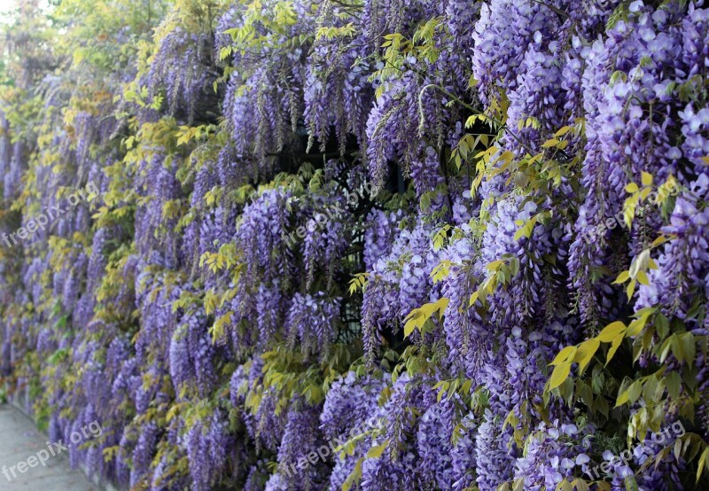 Blue Rain Wisteria Climbing Plants Hedge Flowers