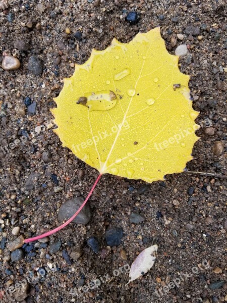 Yellow Leaf Birch Water Dew