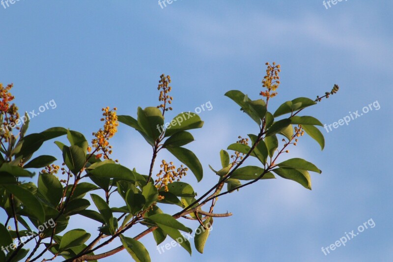 Flower Sky Plant Spring Blue