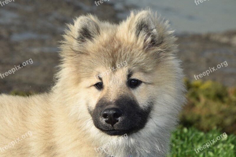 Dog Pup Portrait Dog Eurasier Eurasier Dog Olafblue Eurasier