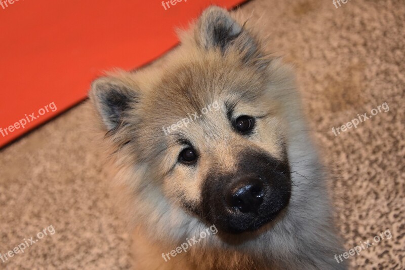 Dog Pup Dog Eurasier Portrait Dog Eurasier Puppy