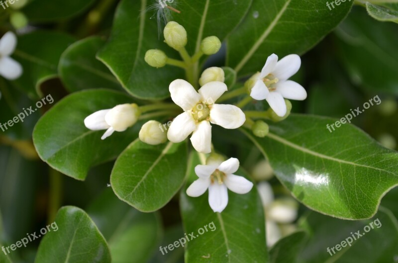 Jasmine Spring Bouquet Flowers Color