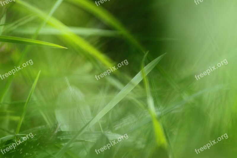 Grass Field Meadow Nature Landscape