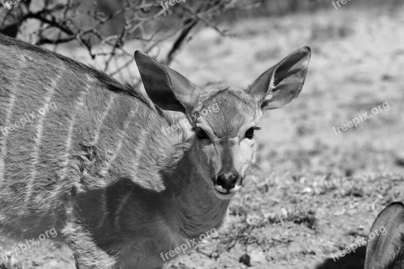 Nyala Horns Portrait Africa Nature