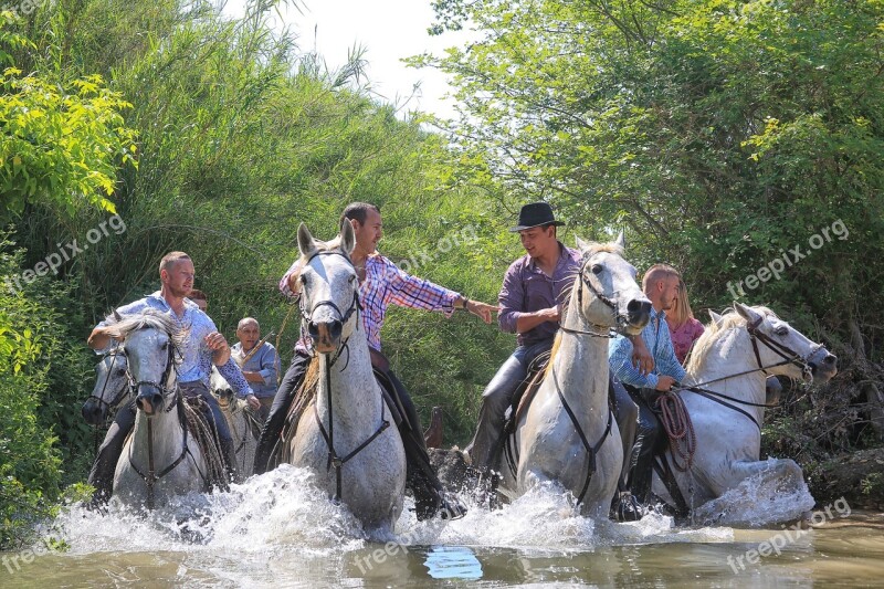 Horse Mane Nature Equine Mammals